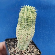 Euphorbia obesa "Baseball"