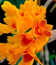 Dendrobium Species 'Orange
