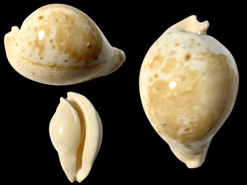 Cypraea umbilia armeniaca - cypraea,,