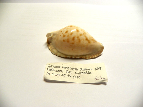 Cypraea marginata australia - cypraea,