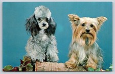 Playmates Poodle Yorky Terrier