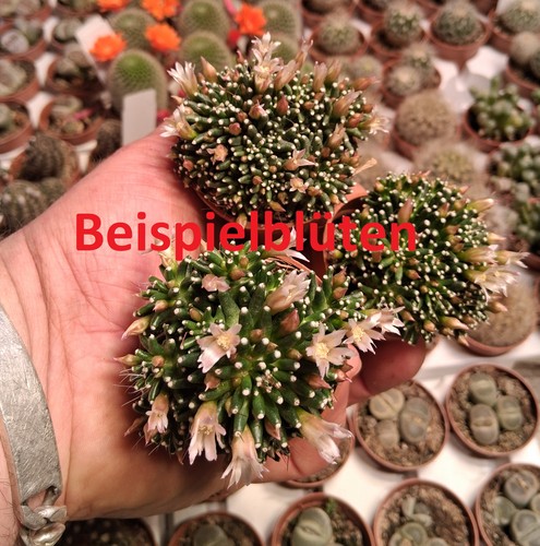 Pezzi mammillaria paintini - 2,