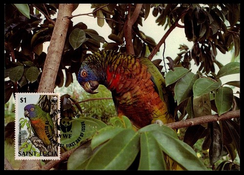 San lucia uccelli - san,