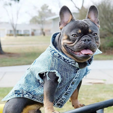 Pet Dog Jeans Giacca Denim