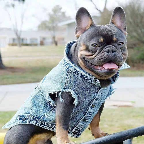 Pet dog jeans giacca - giacca, denim