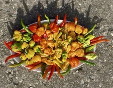 Green House Floor Hot Pepper