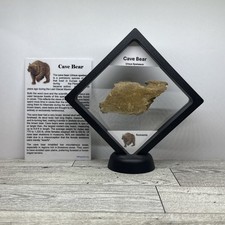 Orso delle caverne Ursus