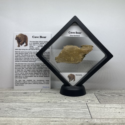 Orso delle caverne - , ursus
