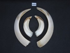 Pistola cinghiale (n. 1695)