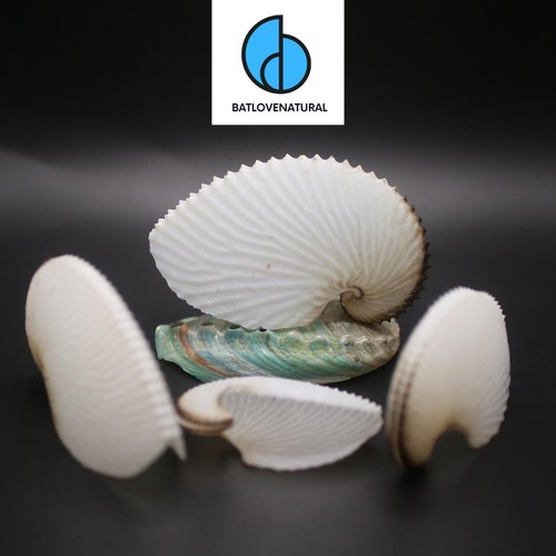 Conchiglie argonauta argo - conchiglie,