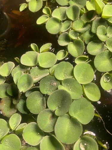 Salvinia cucullata pianta - salvinia,