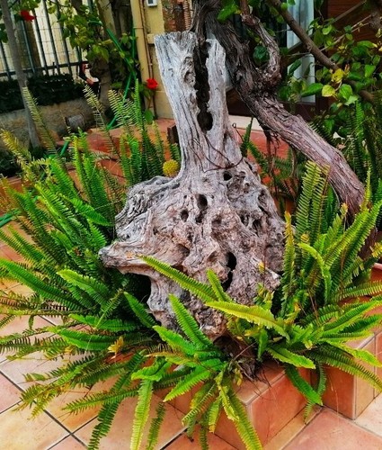 Piante bulbi pre bonsai - piante,, bulbi,