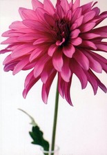 Finlandia Dalia Rosa Fiore