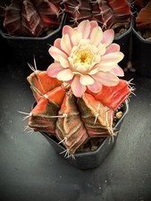 ?Gymnocalycium Mihanovichii Variegato–Cactus raro da collezione–Colori unici