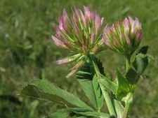 ANGOLO - TRIFOGLIO - TRIFOLIUM