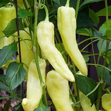 Sweet Banana Pepper Seeds |