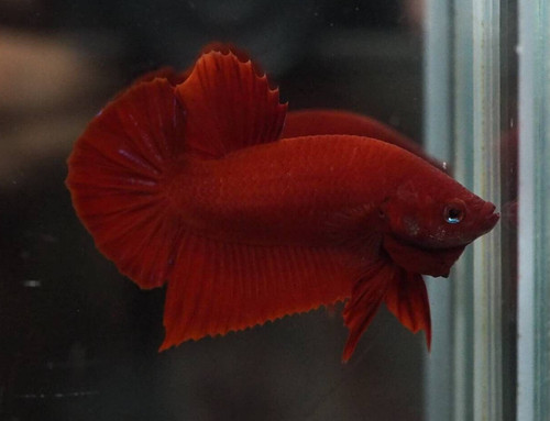 Live betta fish pet super - fish,
