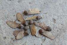 ACERO PALMATO - ACER PALMATUM