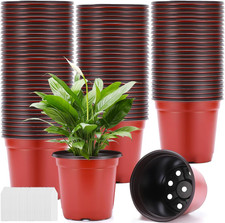 100 Pezzi Vasi Plastica per