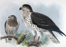 1872,KEULEMANS' dipinto a mano FOLIO AQUILA A PUNTA CORTA CAETUS GALLICUS U5L