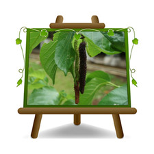 Gelso Pakistan Black pianta da