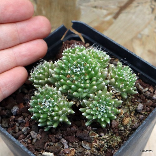 Mammillaria painteri mostruosa