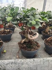 PIANTA - BONSAI  DI FICUS