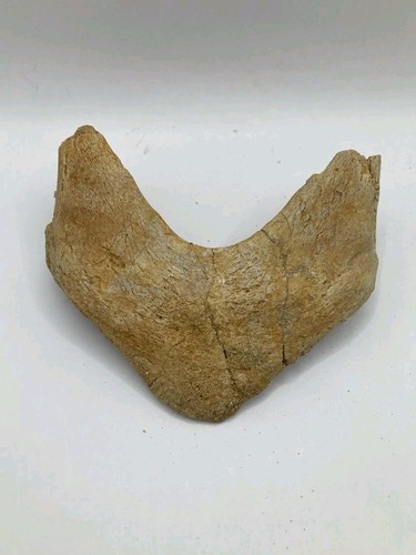 Frammento guscio di - frammento,