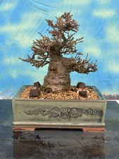 Bonsai di Joe SHOHIN Ilex