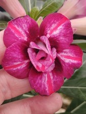 Adenium Obesum S.2021#147