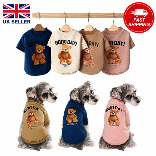 Carino orso maglione - carino, cane