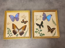 Coppia Di Cornici Con 6