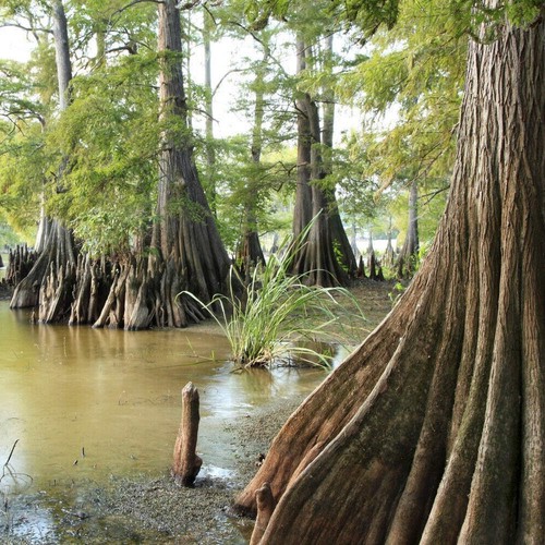 Taxodium distichum cipresso - distichum,