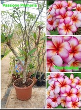 Pianta plumeria - pianta, di
