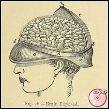 Physiognomy - Phrenology -