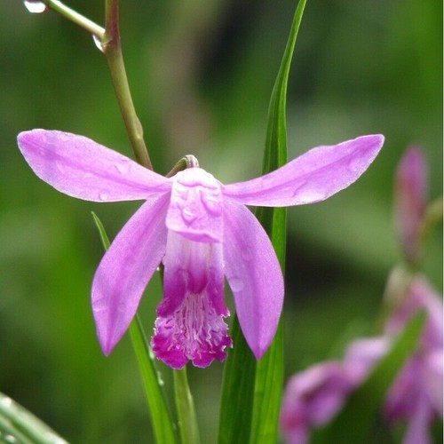 Bletilla striata pianta - pianta, di