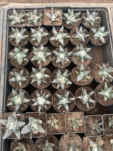 Ariocarpus retusus sb68 - retusus,