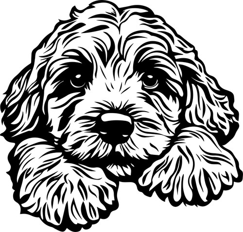 Adesivi cavapoo auto - adesivi,