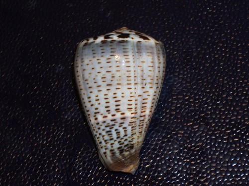 Conus glaucus monster - conus,