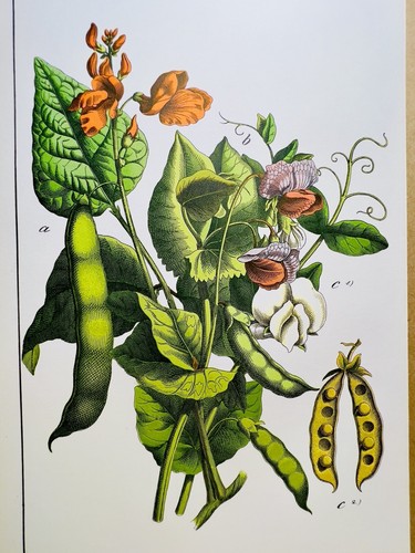 Antico pois fagiolo - antico,