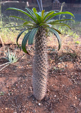 PACHYPODIUM LAMEREI - CACTUS -