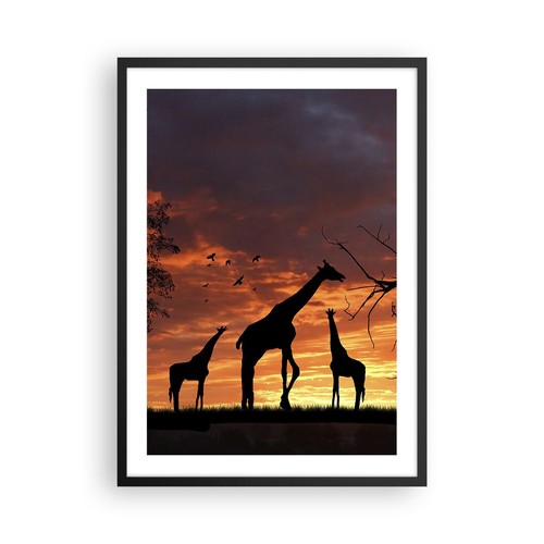 Poster 50x70cm giraffa africa - 50x70cm,