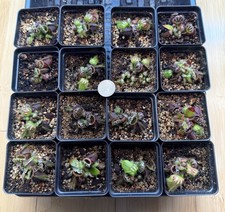 Cephalotus follicularis