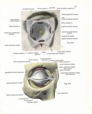 Stampa antica ANATOMIA dell'