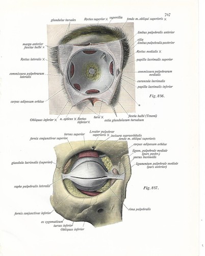 Stampa antica anatomia - antica,