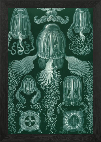 Sealife prolly poster arte - , da