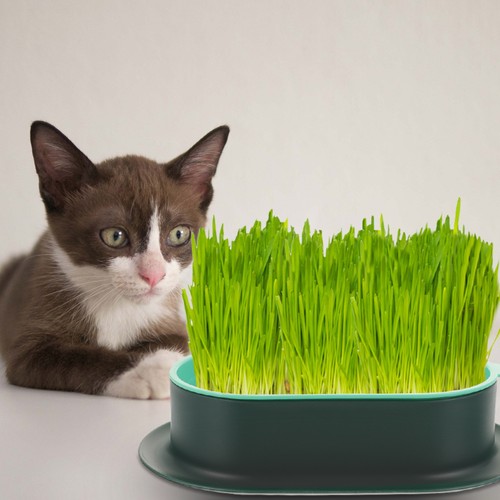 Cat grass tray for indoor - ,