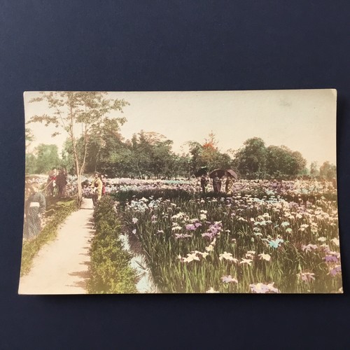 Cpa jap 1900 - jap, iris