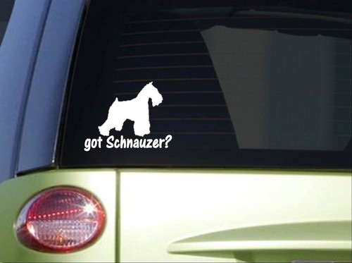 Got schnauzer i768 - got, inch