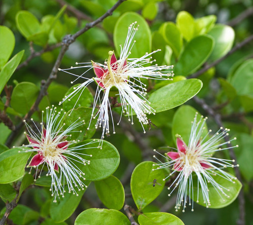 Sonneratia alba seeds - sonneratia,
